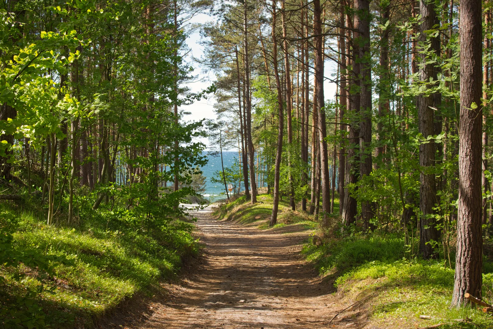 Leśna ścieka do wejścia na plażę z widokiem na morze
